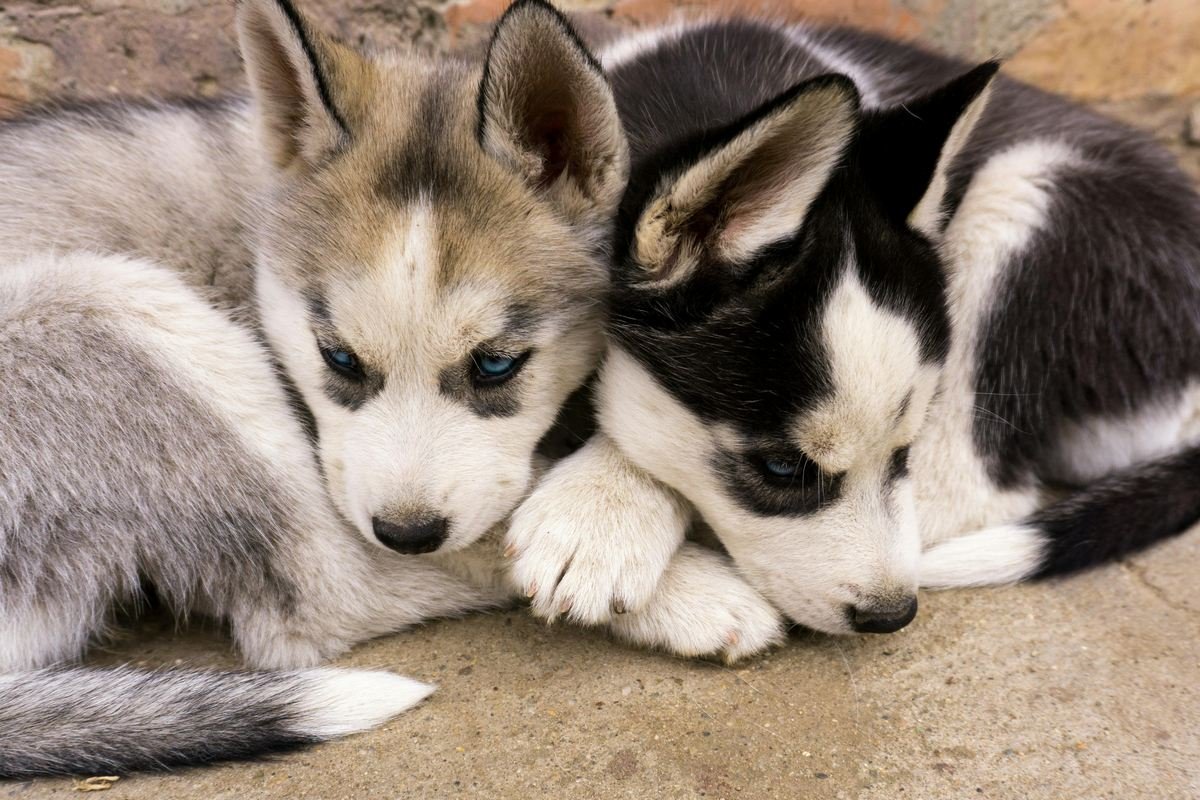 Como funciona o marketing para criadores de cachorros, regras e tudo mais